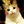 Miaow